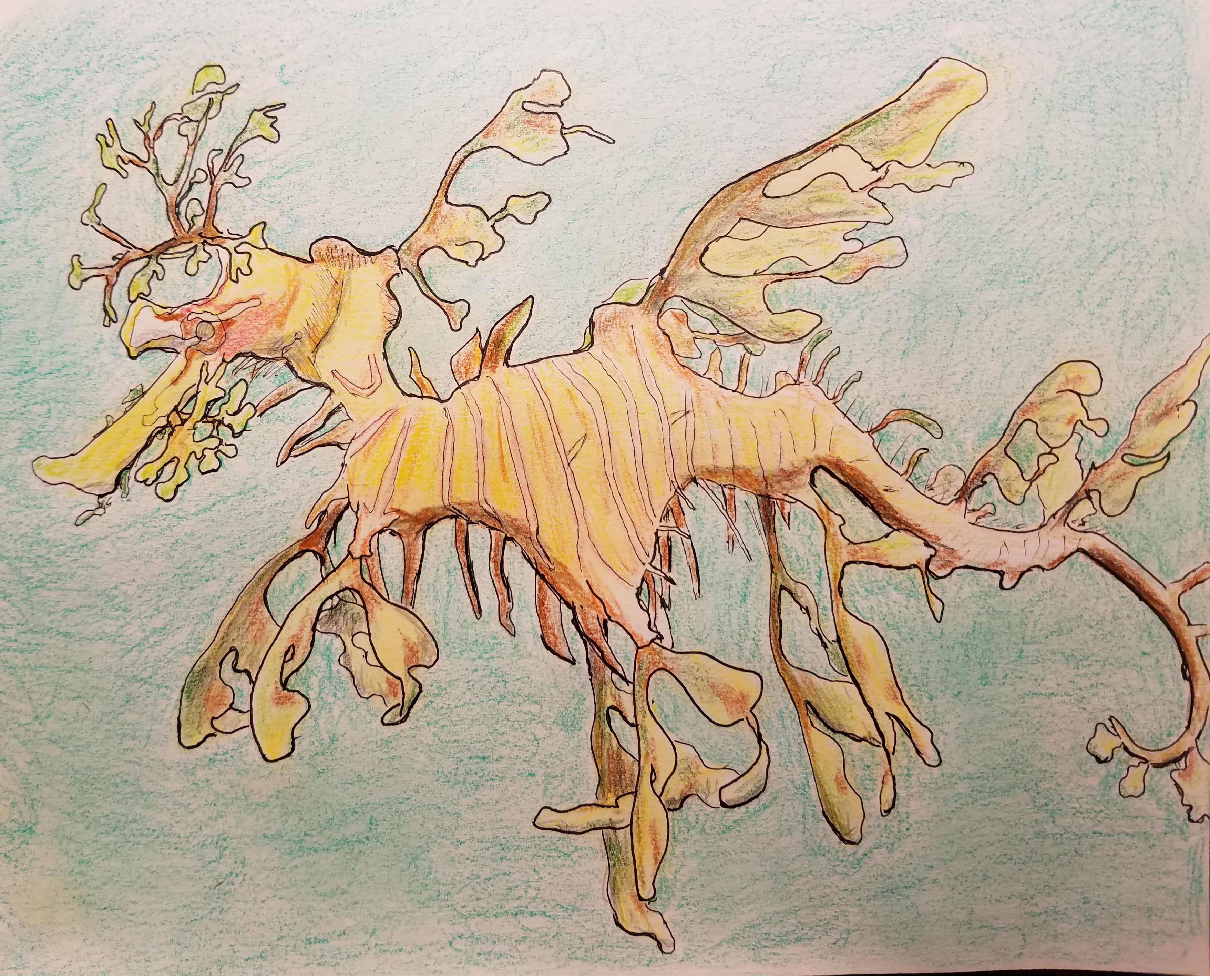 Leafy Sea Dragon